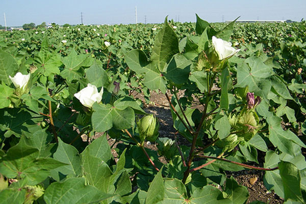 Cotton farm