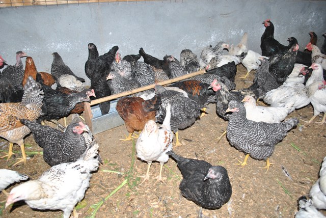 Feeding Indigenous Chicken