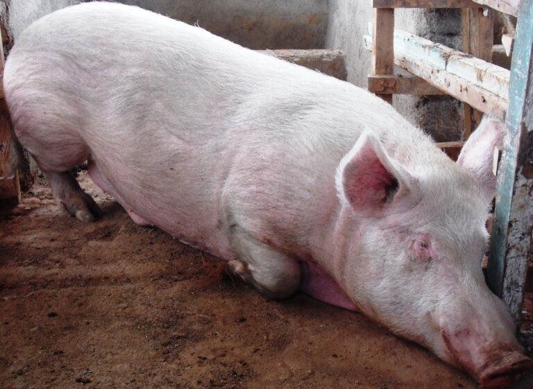 PigKenedyMusyokaMachksLaban