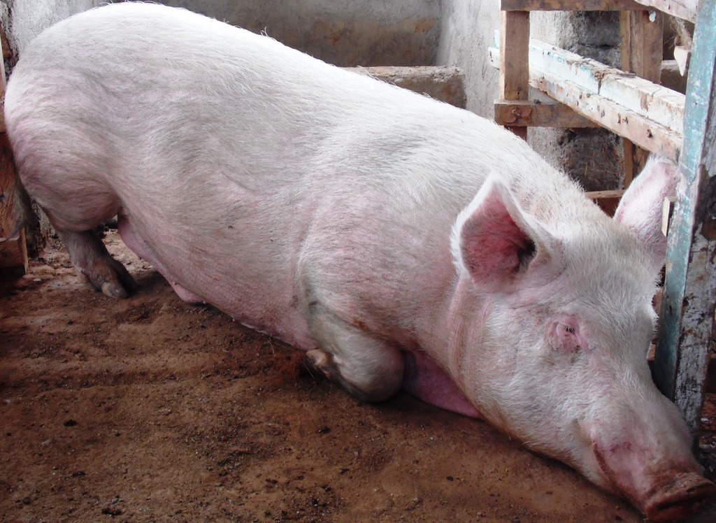 PigKenedyMusyokaMachksLaban