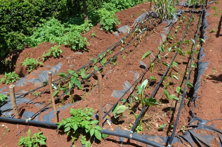 arrowroot planted using damliners technology