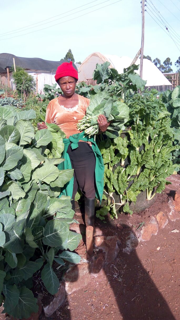 bag gardenspinach sukumawiki kales