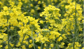 canola plant