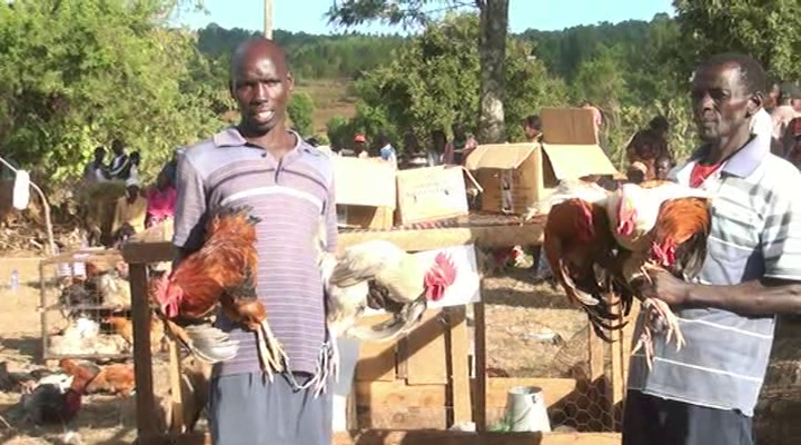 chicken auctioneers