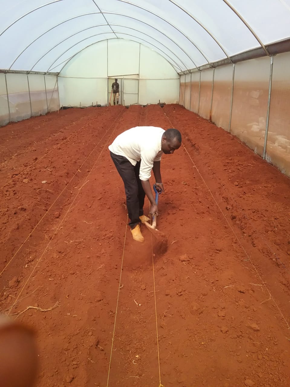 greenhouse ndirangu