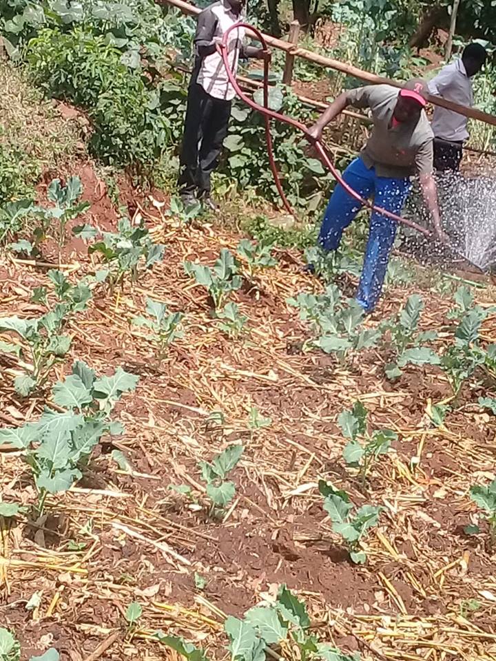 irrigation