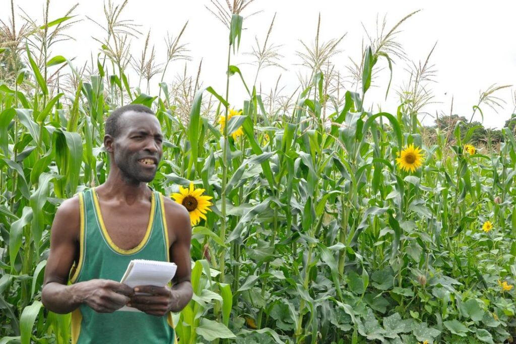 maize sunflower intercrop
