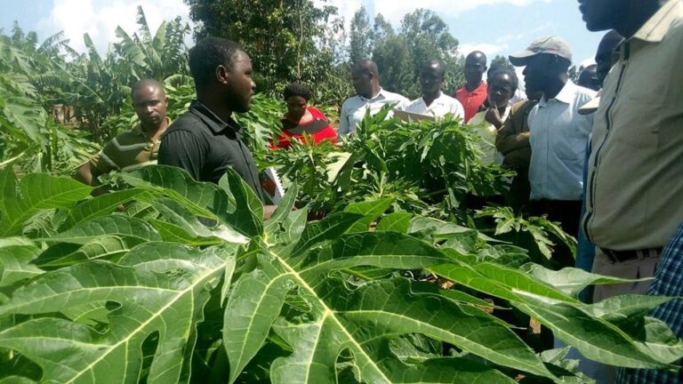 migori pawpaw farmers being trained