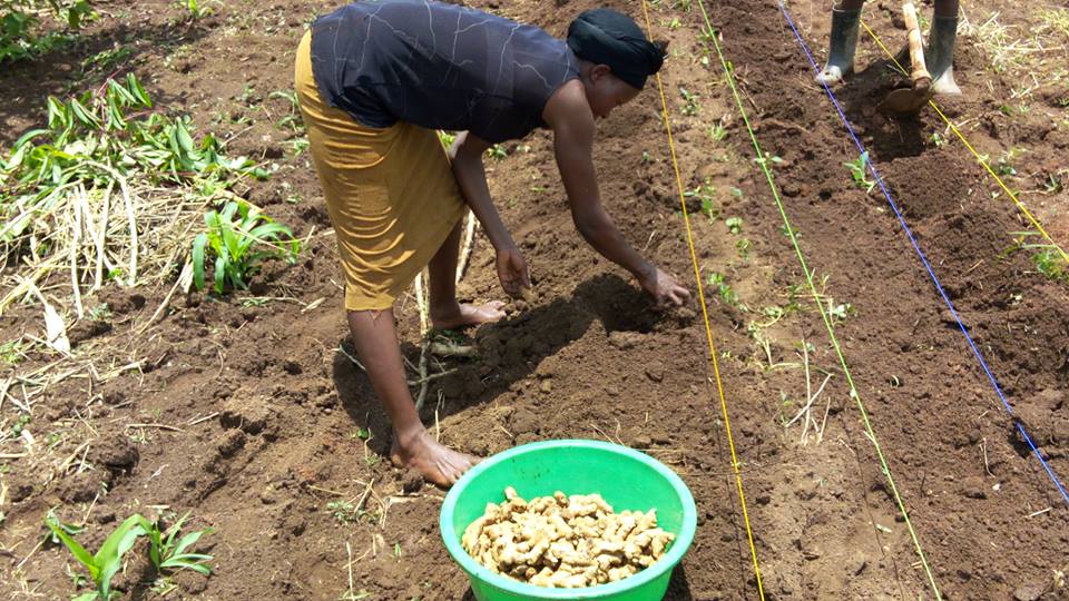 planting ginger