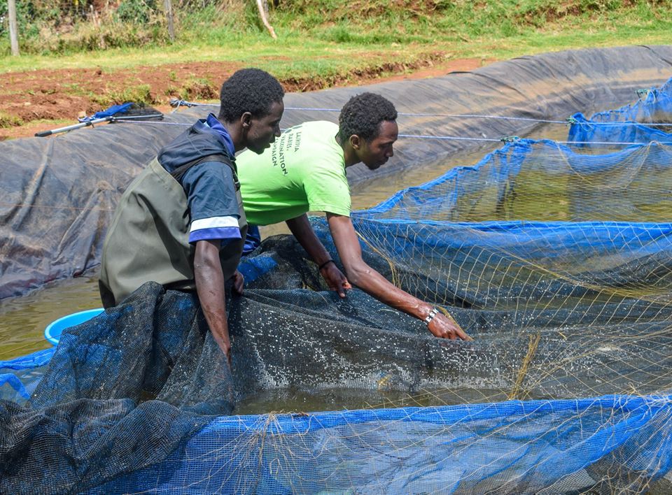 pond fish farmers