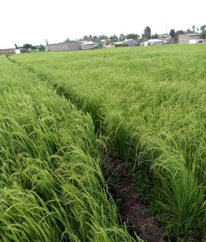 rice joshua