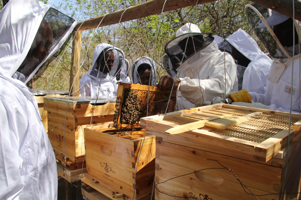 the hive improved beehives