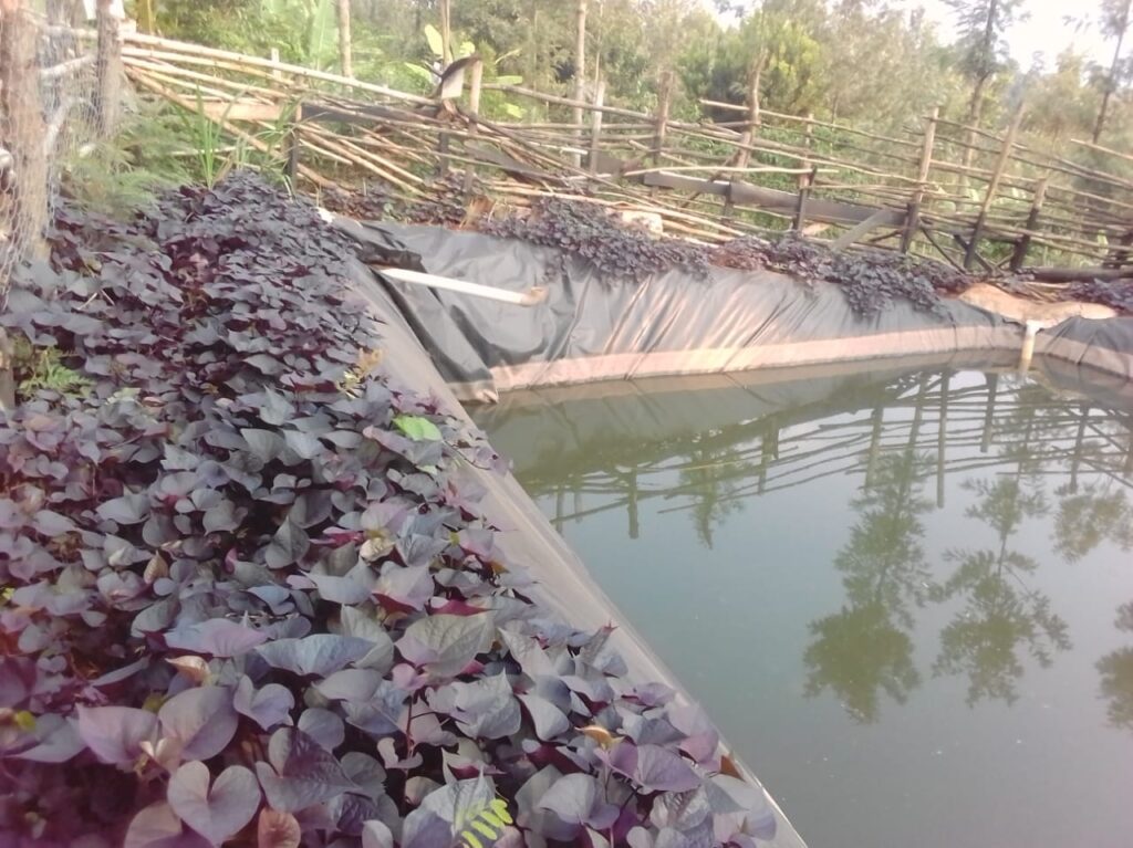 water harvesting kamotho