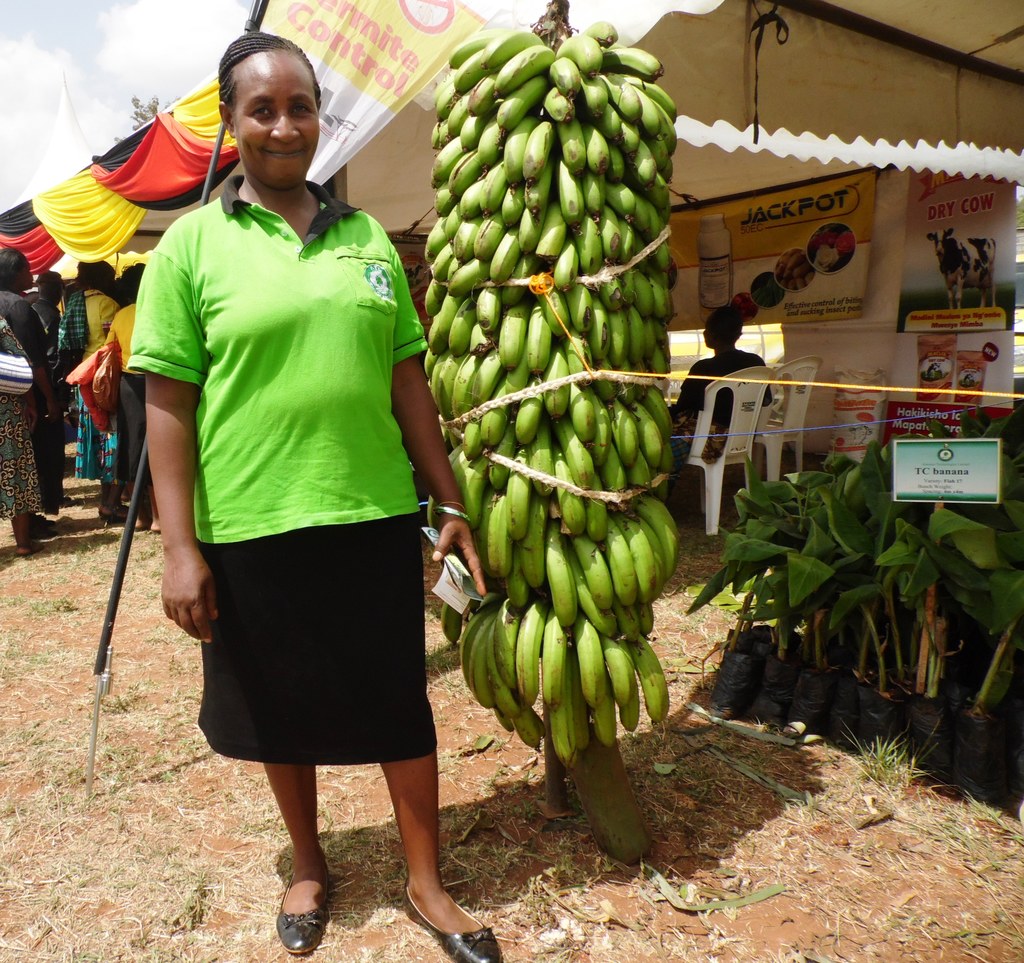 Banana giant Naomi Wahu by Laban Robert