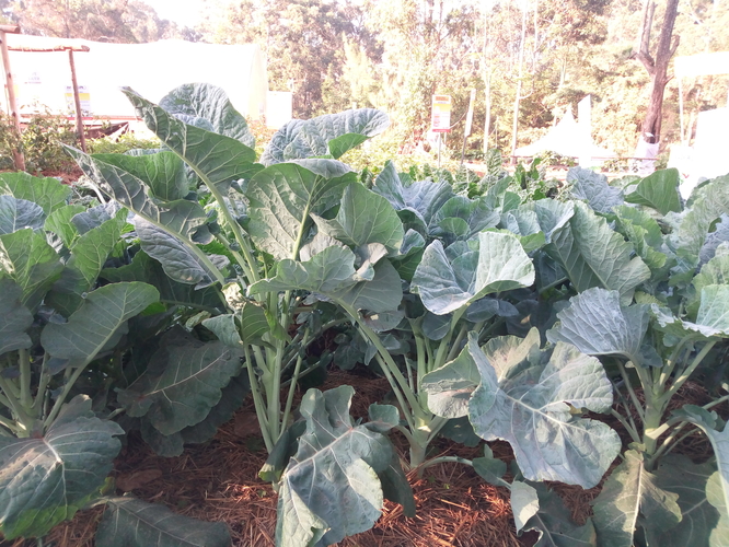 Mfalme F1 kales sukumawiki