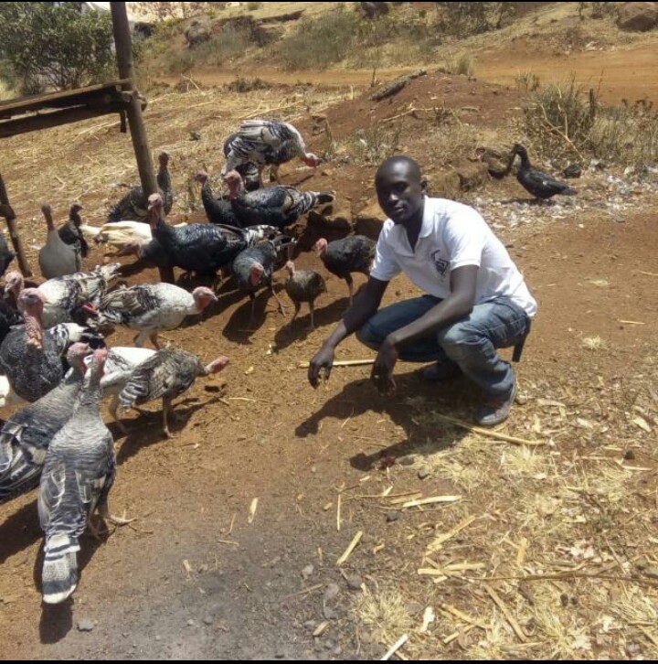 Nyamabaja ornamental birds
