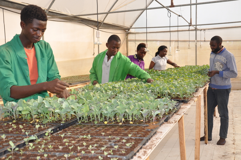 The HOSA members tending the seedlings