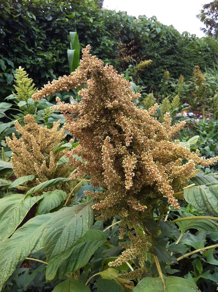 amaranth crop