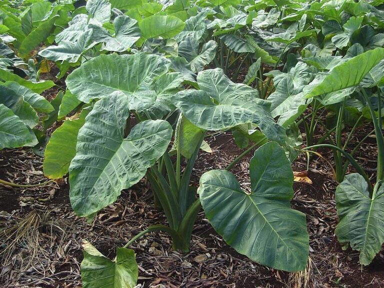 arrow root farming
