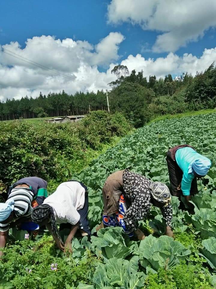 farmers tending to their kales