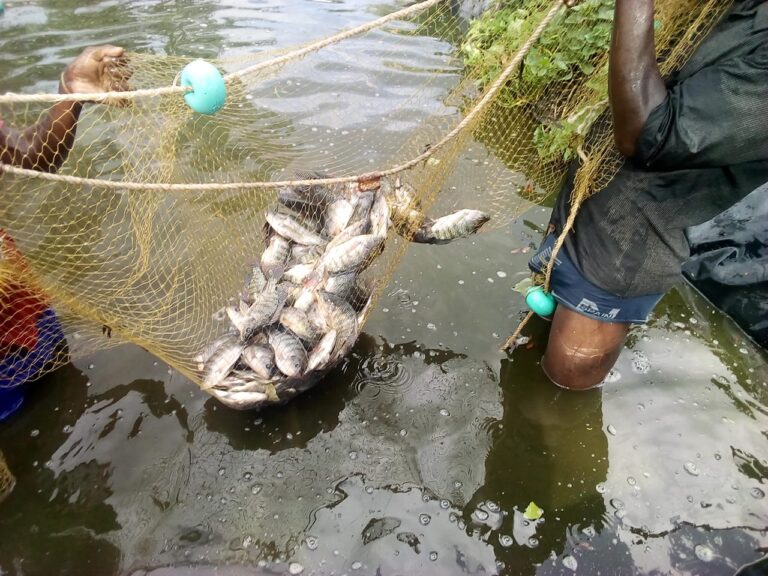 fish farming