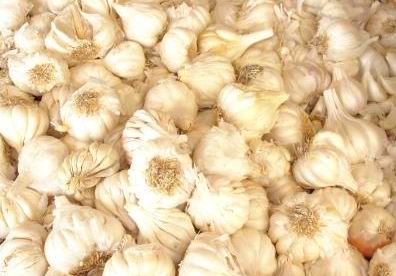 garlic1