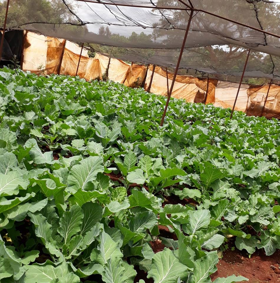 gathiru kales vegatables farm