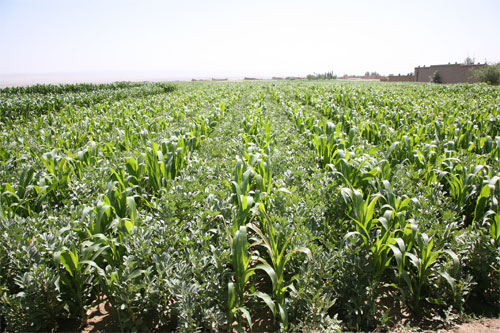 maize lupin