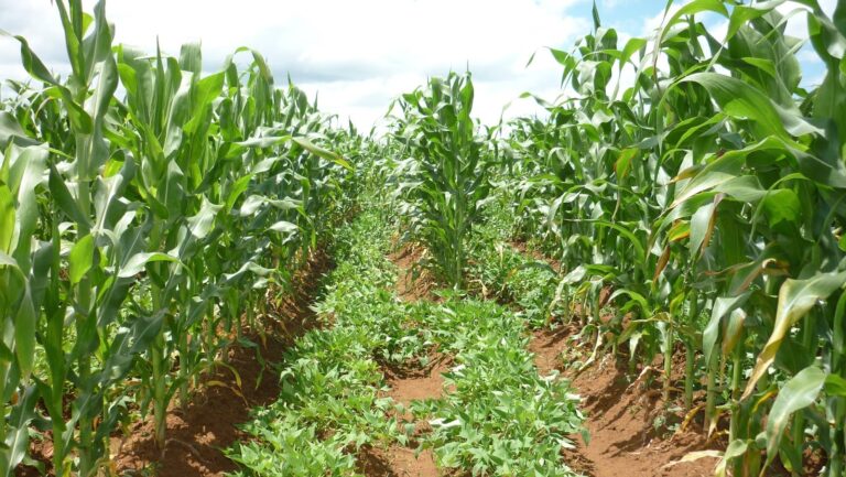 maize sweet potato