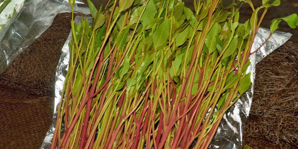miraa