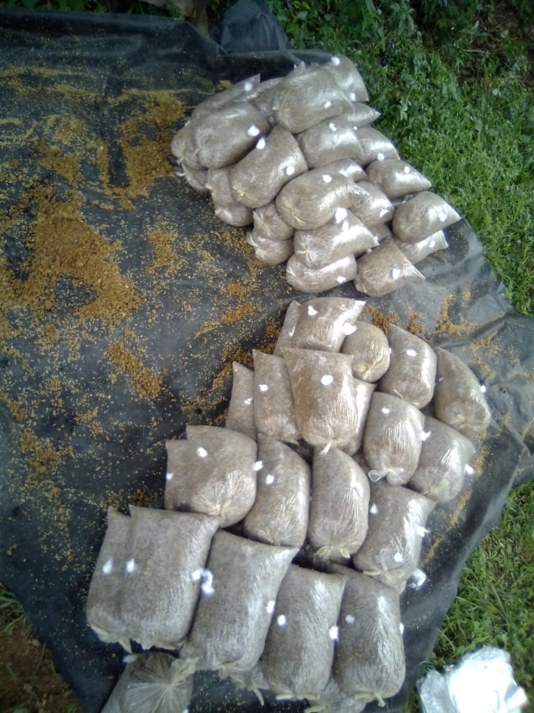 mushroom kiprotich