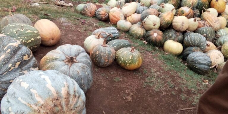 pumpkins