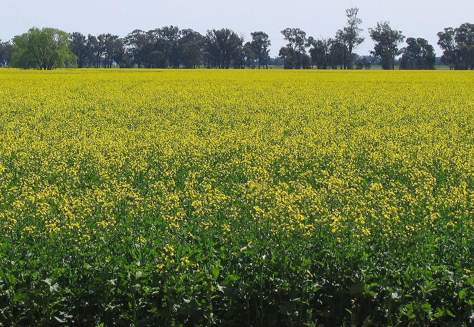 rapeseed