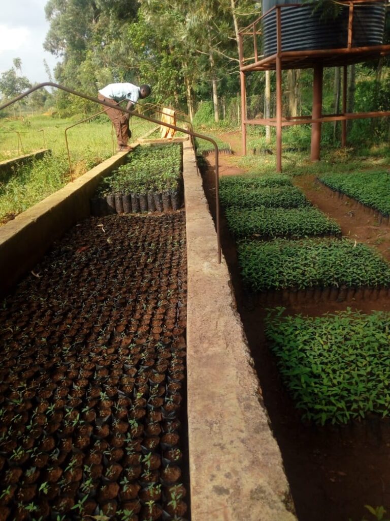 tree seedlings ouma