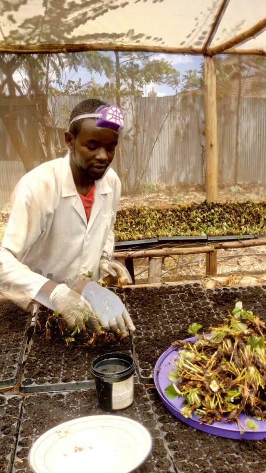 Benson at his strawberry propagation site