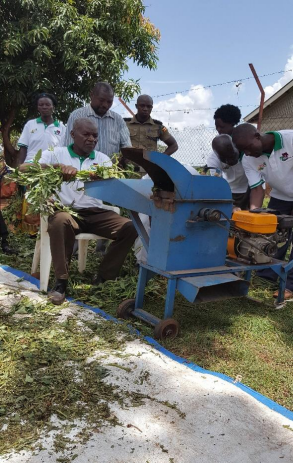 Chipping sweet potato vines