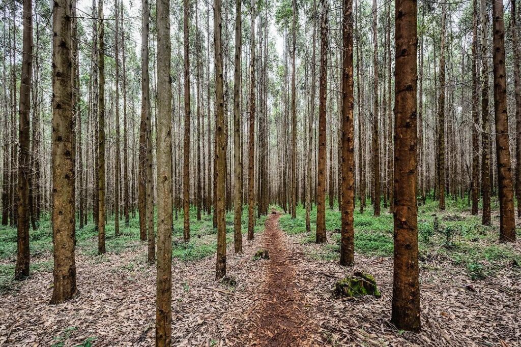 FOREST