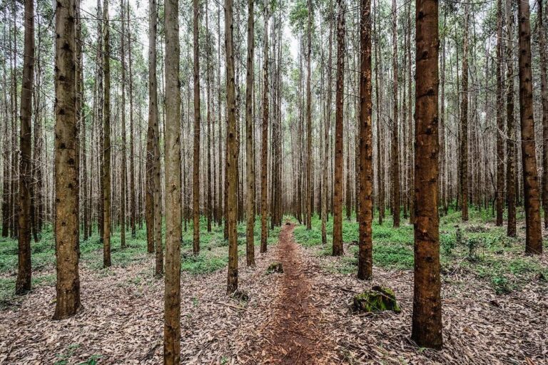 FOREST