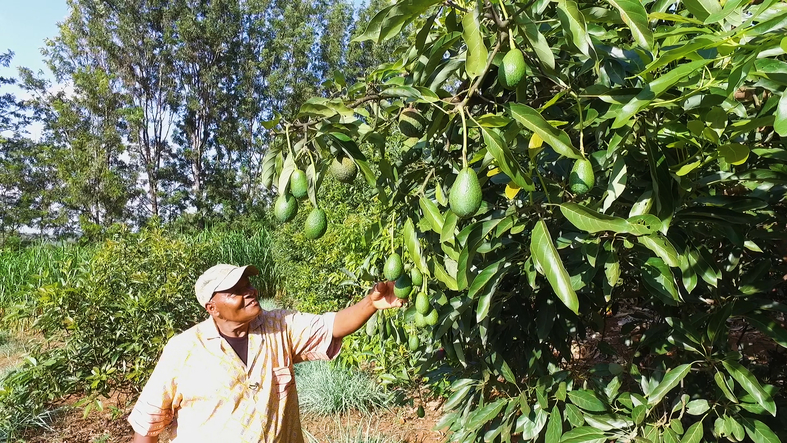 mwongi sunny avocado field 2