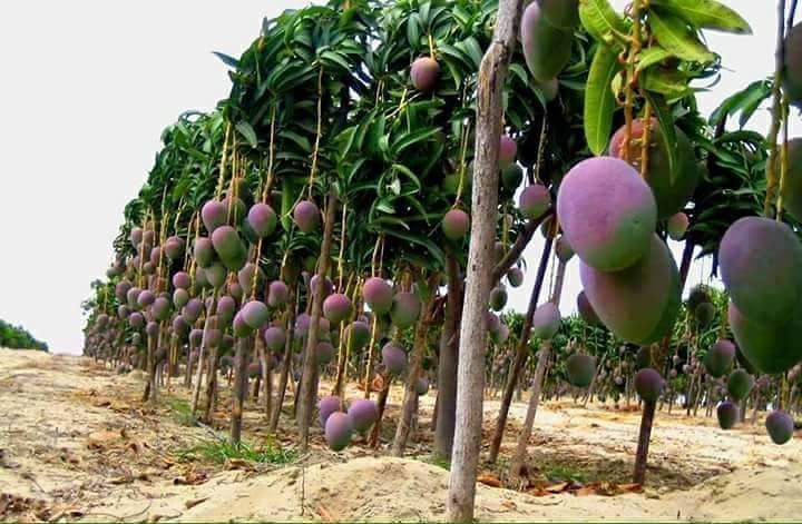 apple mangoes