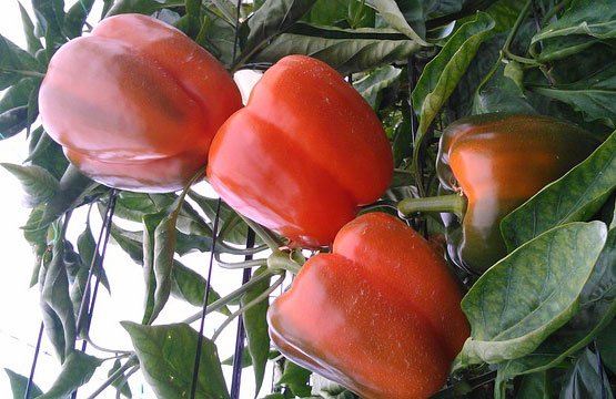 capsicum a