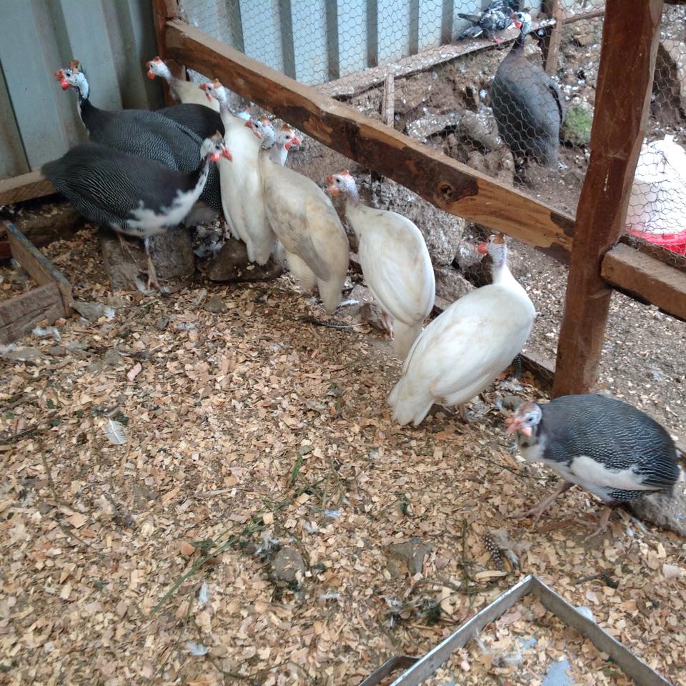 guinea fowl ornamental birds