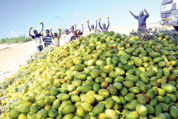 mango tana river