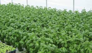 mint1