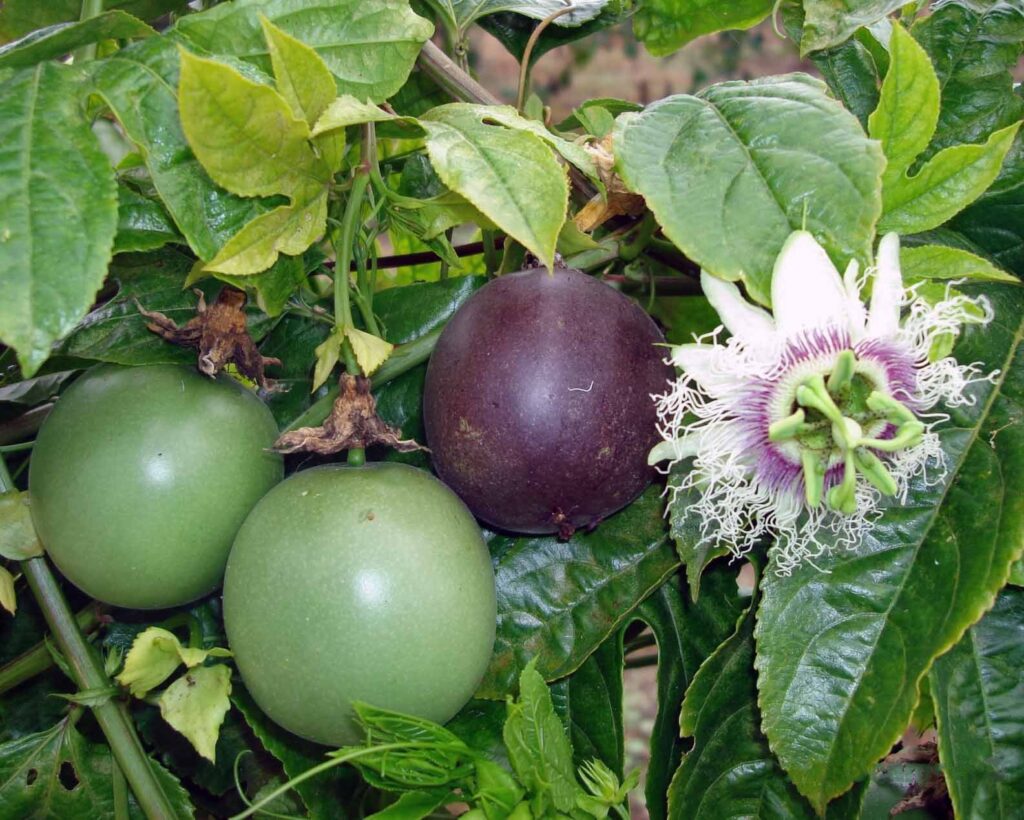 passion fruit farming