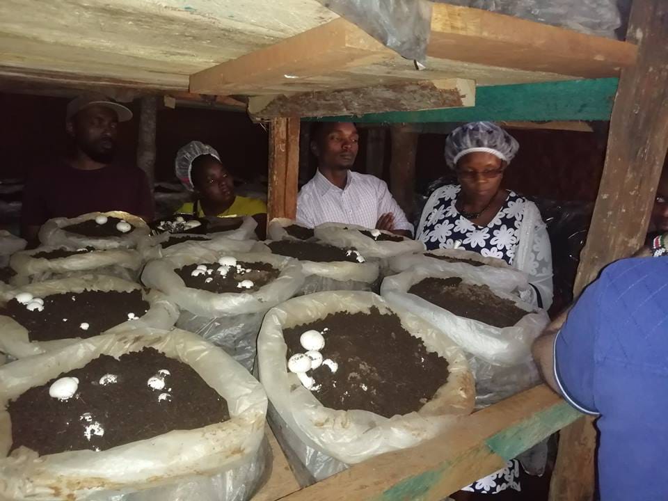 Mushroom farmers1