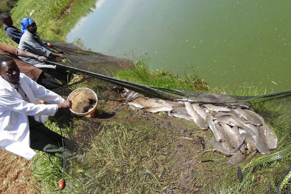 Trout fish