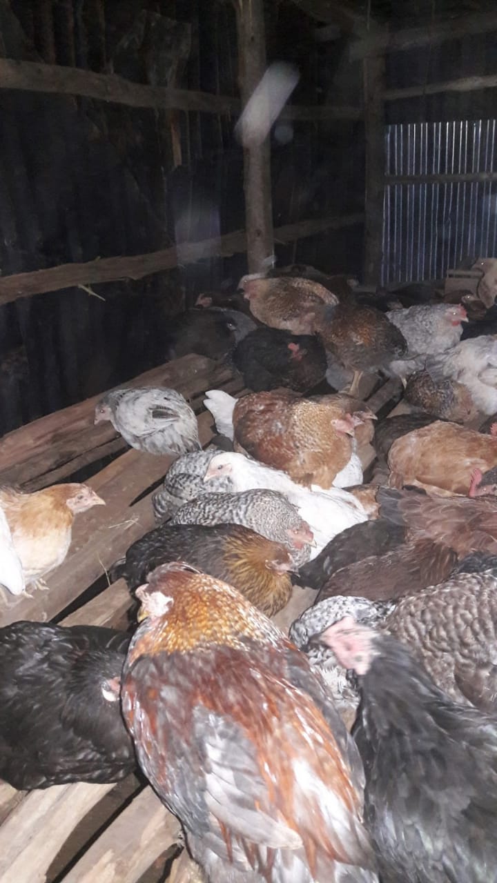 chicken sick