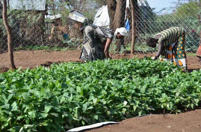 farmers in turkana tending to cowpeas