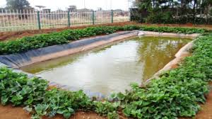 fishpond